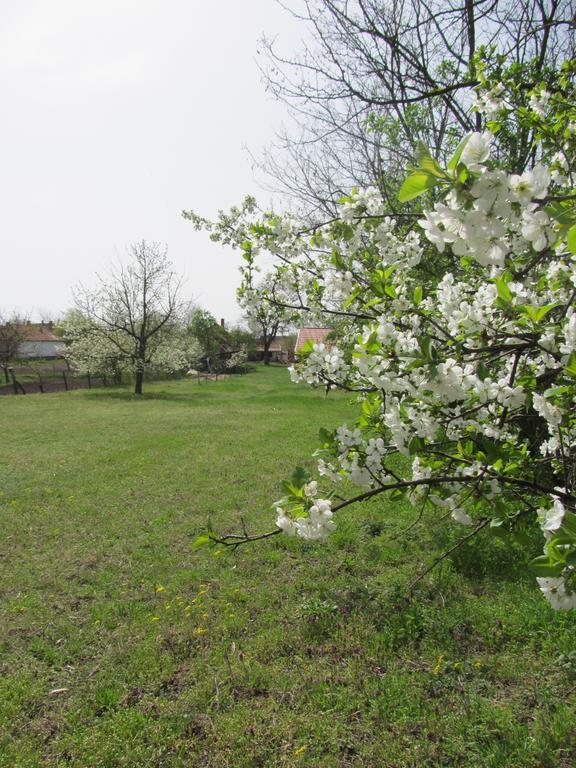 Rigófütty Vendégház Tiszaalpar Exterior foto